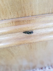 Buprestis octoguttata