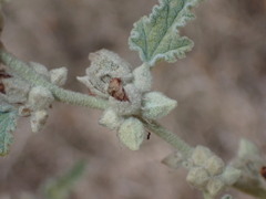 Sphaeralcea emoryi