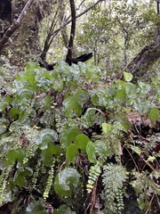Hymenophyllum nephrophyllum