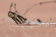 Eresia phillyra phillyra