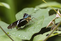 Astraptes fulgerator azul