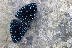 Hamadryas laodamia saurites