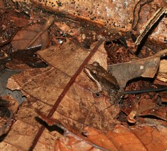 Leptodactylus mystaceus