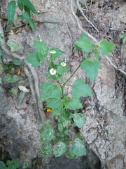 Perityle microglossa