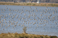 Calidris alpina