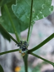 Perityle microglossa