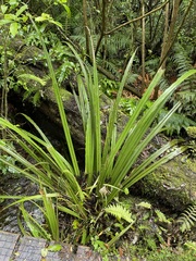 Astelia fragrans