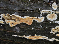 Peniophora incarnata