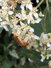 Chauliognathus cinguliventris