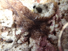 Pericelis cata