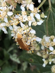 Chauliognathus cinguliventris