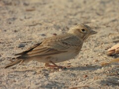 Alaudala heinei