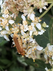 Chauliognathus cinguliventris