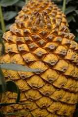 Encephalartos transvenosus