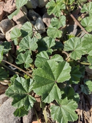Malva parviflora
