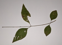 Forestiera acuminata