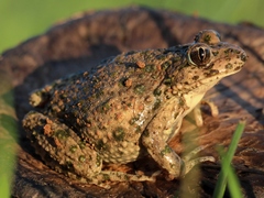 Pelodytes ibericus