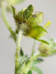 Potentilla pusilla