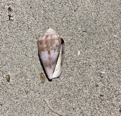 Conus mozambicus
