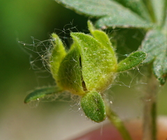 Potentilla pusilla