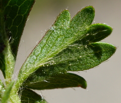 Potentilla pusilla