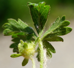 Potentilla pusilla