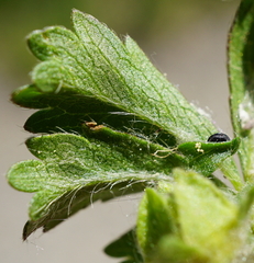 Potentilla pusilla
