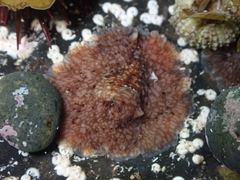 Pericelis cata