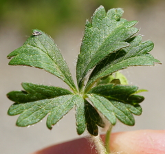 Potentilla pusilla