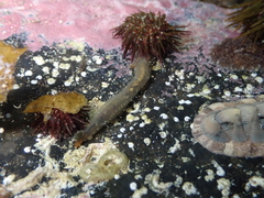 Flabelligera affinis