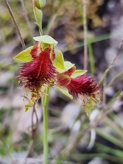 Calochilus pulchellus