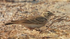 Calandrella brachydactyla