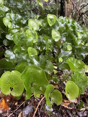 Hymenophyllum nephrophyllum