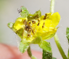 Potentilla pusilla