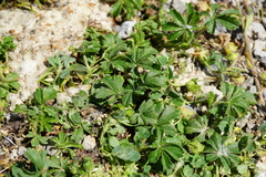 Potentilla pusilla