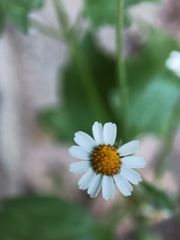 Perityle microglossa