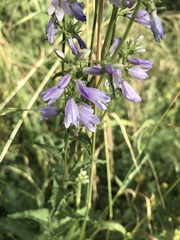 Campanula bononiensis