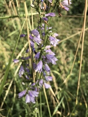 Campanula bononiensis