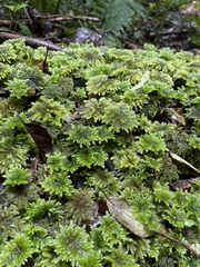 Hypnodendron