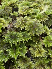 Hypnodendron