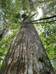 Cedrelinga cateniformis