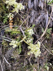 Anisotome aromatica
