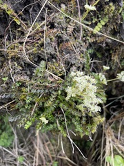 Anisotome aromatica