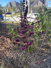 Callicarpa