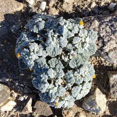 Psathyrotes ramosissima