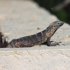 Ctenosaura hemilopha