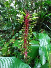 Pitcairnia multiflora