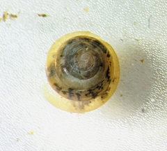 Euconulus