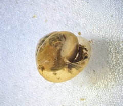 Euconulus