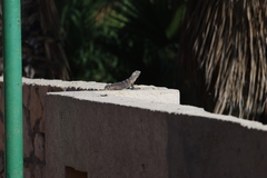 Ctenosaura hemilopha